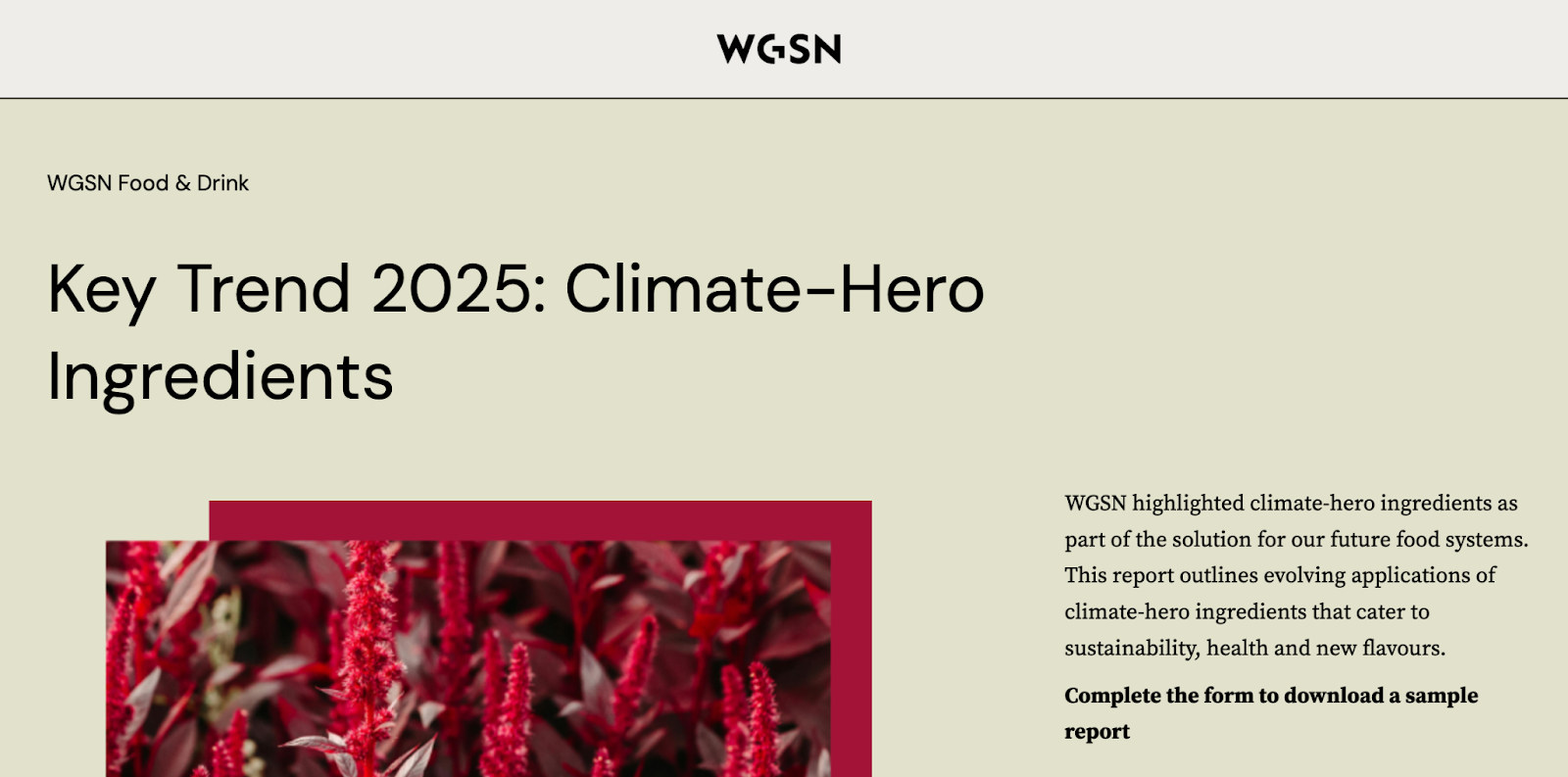 report example wgsn